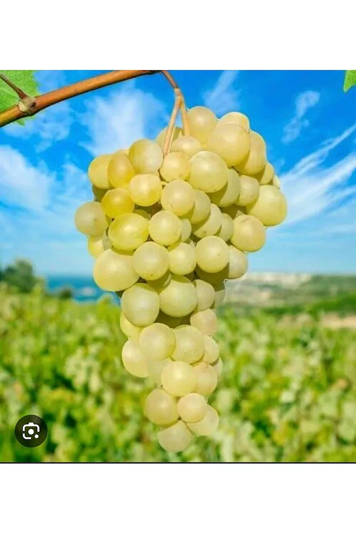 Çavuş Üzümü