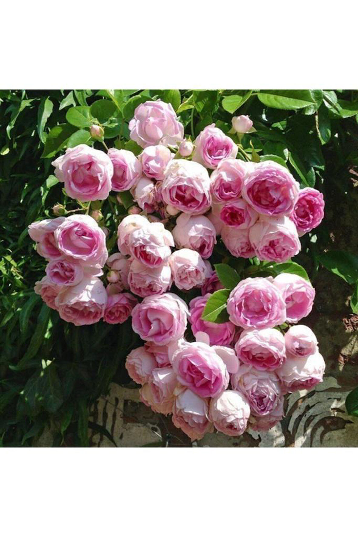 Saksılı Yediveren Pembe Beyaz Sarmaşık Ponpon Gül Fidanı 5 Adet 15-25 Cm
