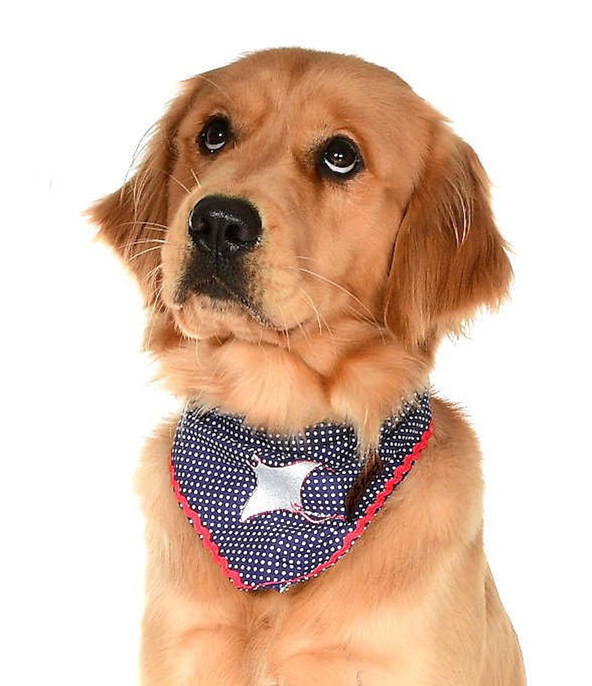 Köpek Bandana / Zion