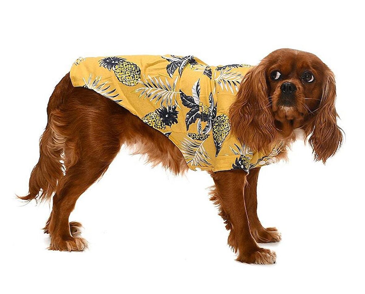 Küçük ve Orta Irk Köpek Gömlek Miika - Köpek Kıyafeti