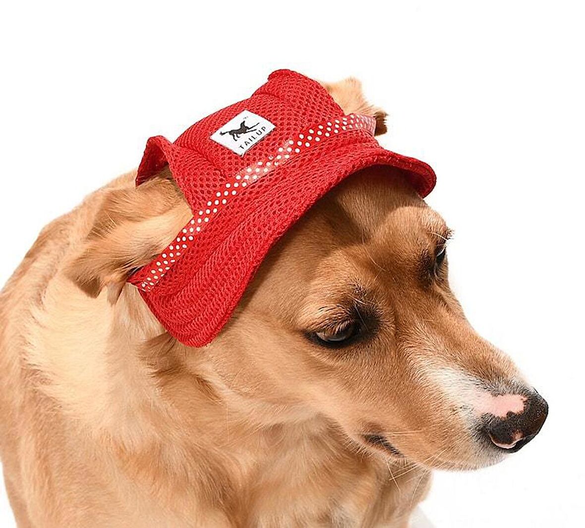 Küçük ve Orta Irk Köpekler için Şapka Meloni