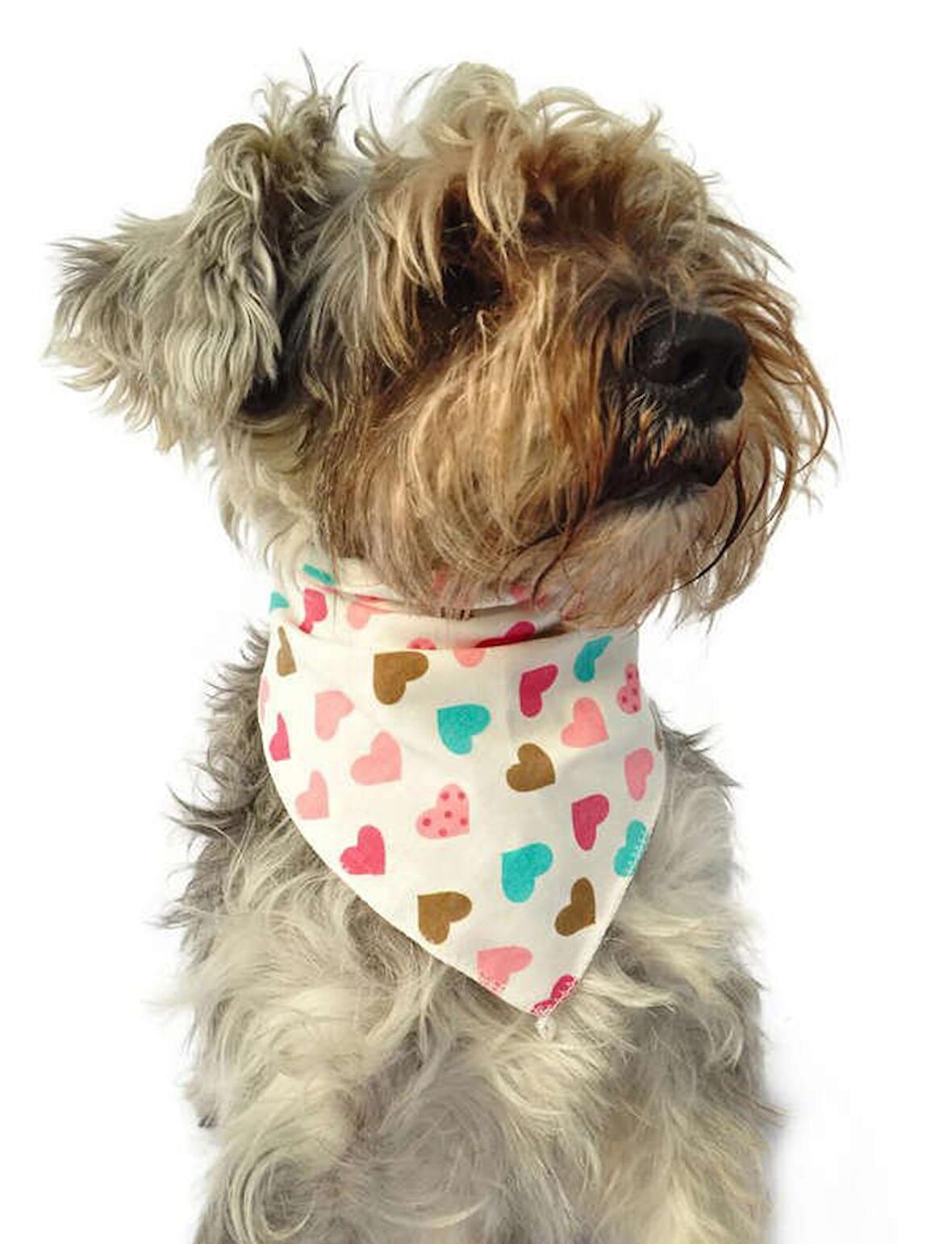 Köpek Bandana / Yuriko