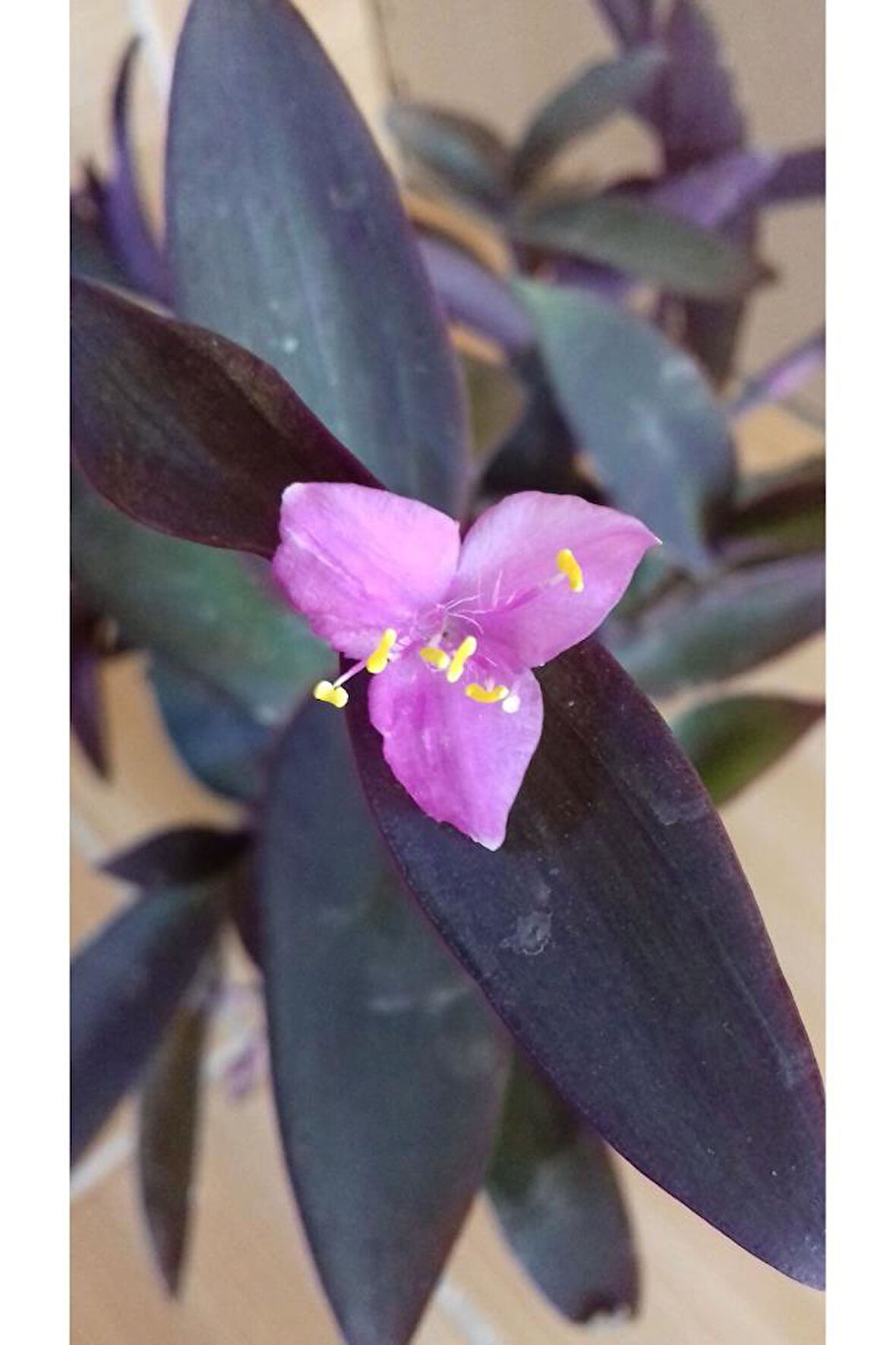 Mor Telgraf Çiçeği Fidanı Fidesi 10-20 cm