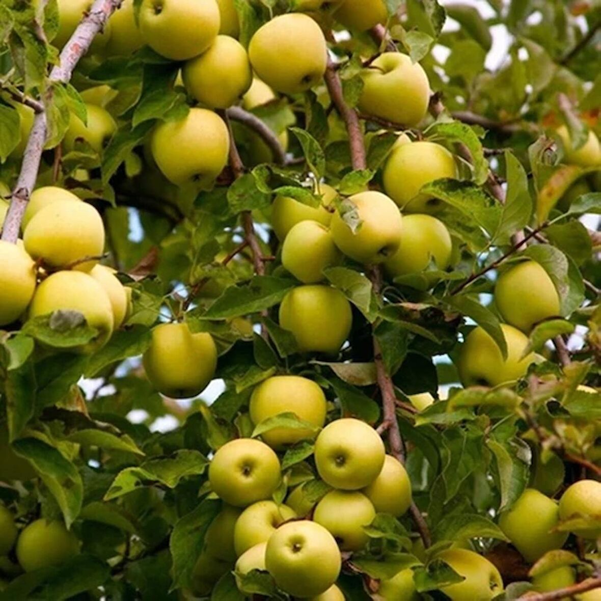 Tüplü Aşılı Golden Elma Fidanı