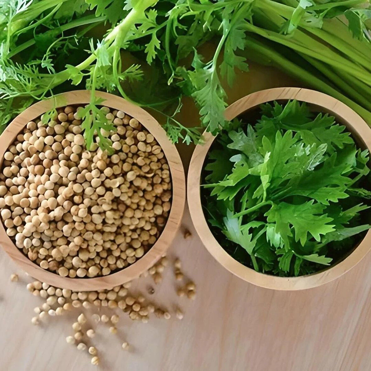 Ata Tohumları Geniş Yaprak Doğal  Aşotu Kişniş Tohumu  (1 kg)