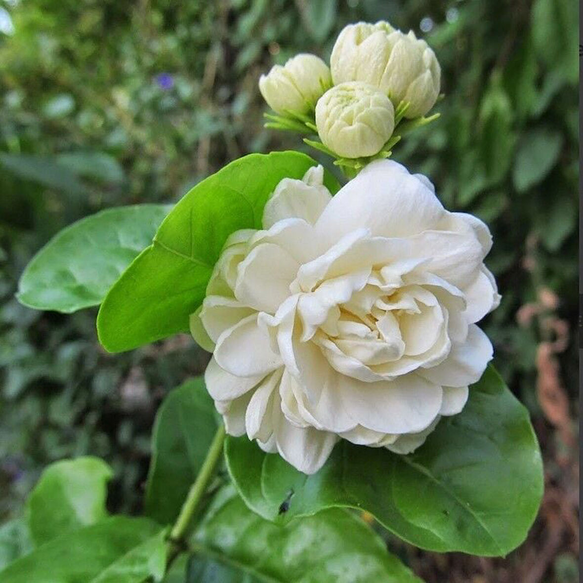 Mini Saksıda Parfüm Kokulu Katmerli Full Yasemin Çiçeği Fidanı (20-50 cm)