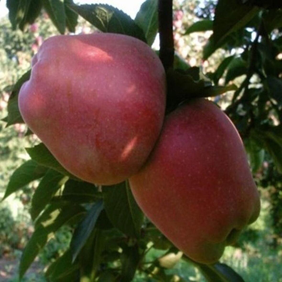 3 Yaş Aşılı Starkrimson Delicious Elma Fidanı *Yarı Bodur*