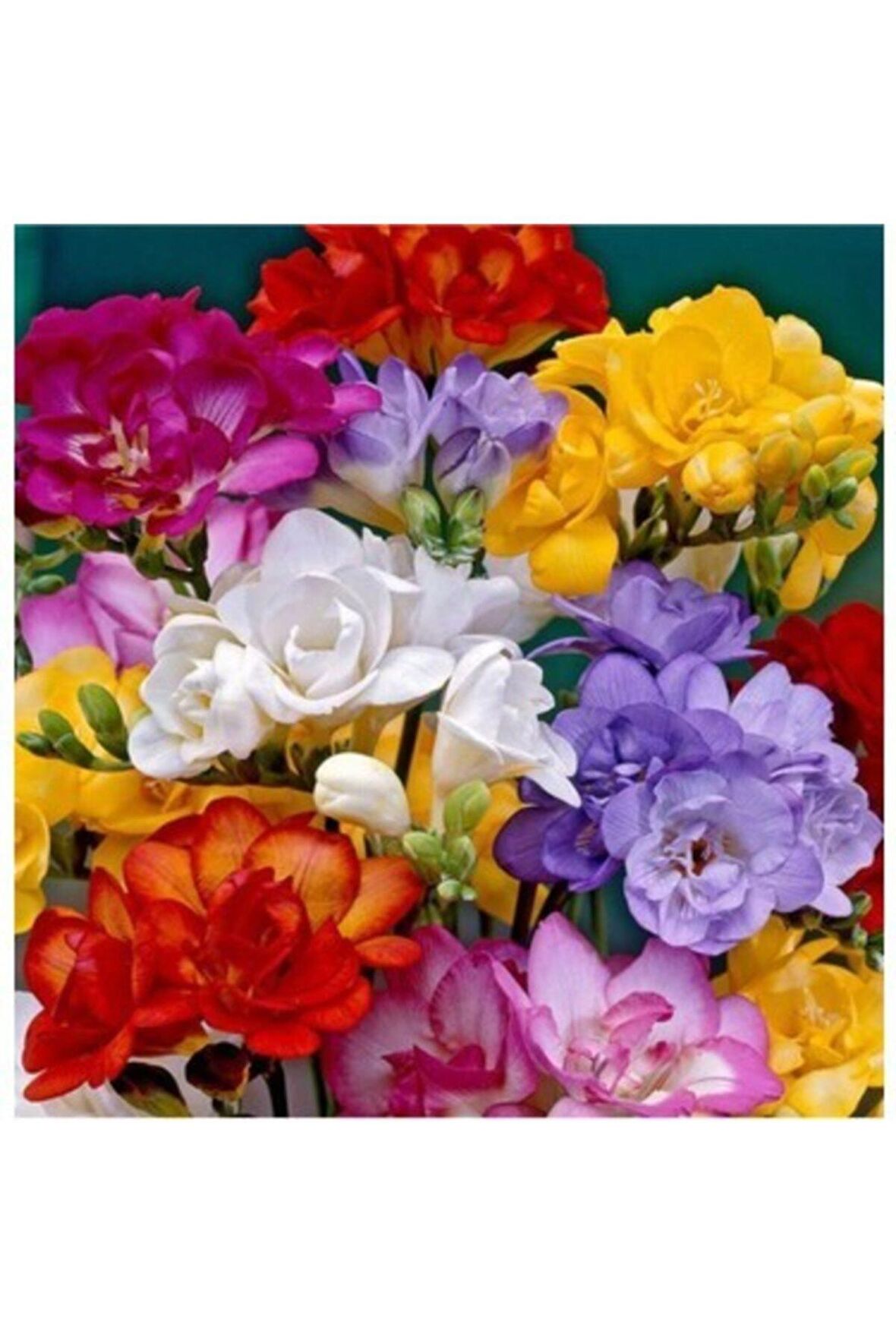 Karışık Renk Katmerli Frezya Çiçeği Soğanı 5 Adet