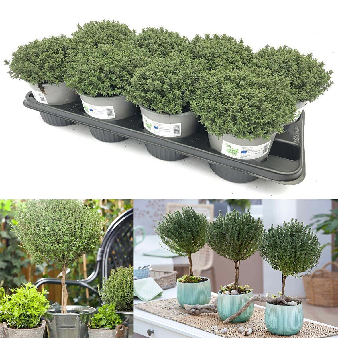 Nadir Faustini  Dik Güçlü Gelişen Kekik Fidesi (1 adet)