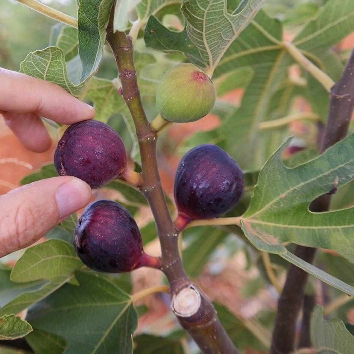Soğuklara Dayanılı Ficus Carica Ronde de Bordeaux İncir Fidanı Kendine Verimli