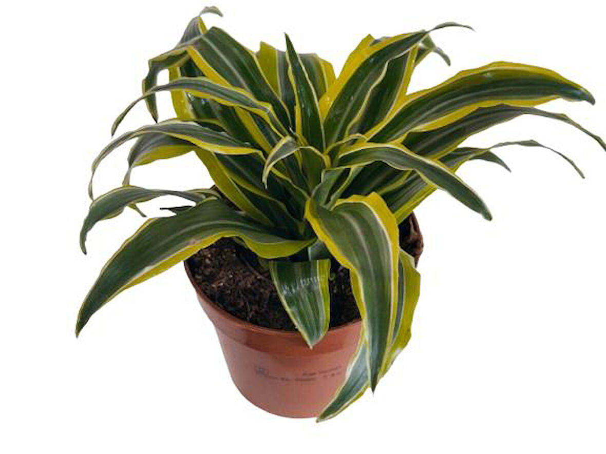 DRACAENA FRAGRANS LEMON LIME 