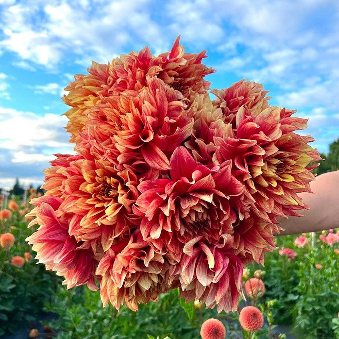 Aynı Sene Çiçek Açar Dev Çiçekli Dazzling Sun Çiçekli Dahlia Yumrusu (1 adet)