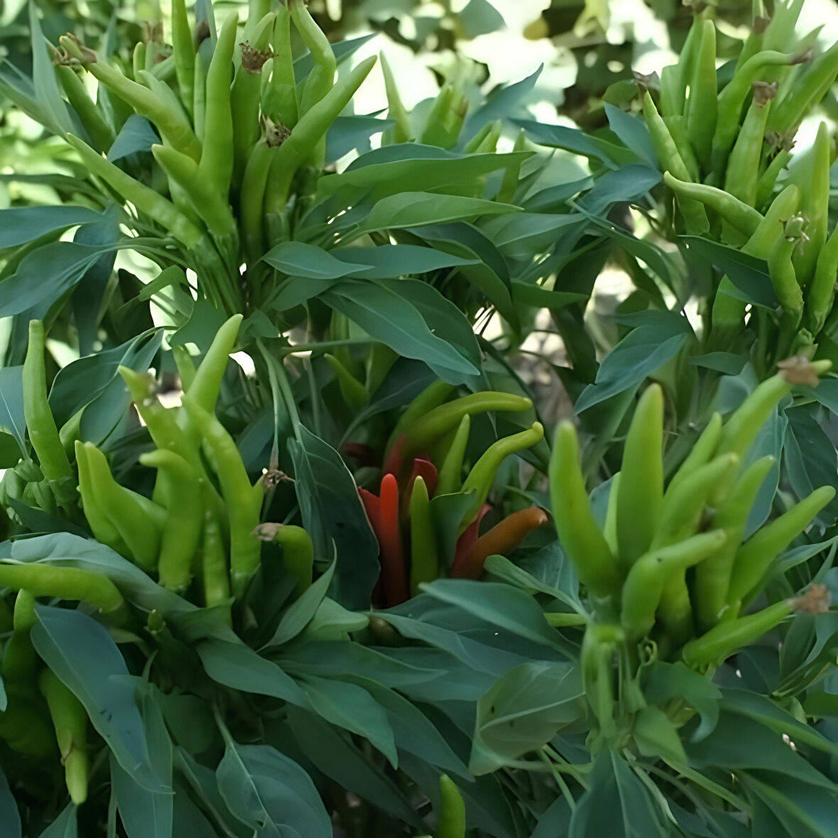 Ata Tohumları Geleneksel Yukarı Bakan Turşuluk Sofralık Acı Biber Tohumu(40 tohum)