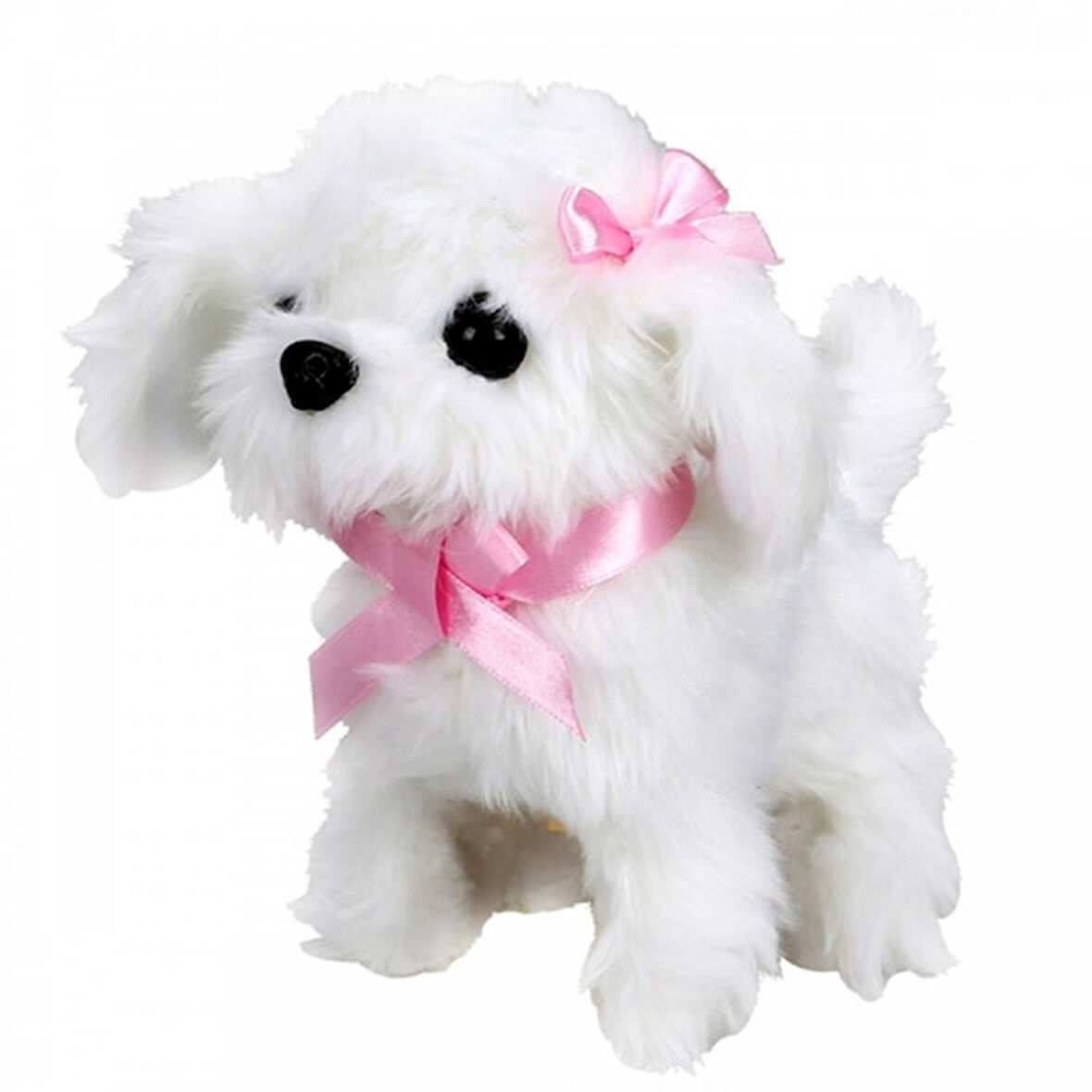 Sevimli Köpek Maltese