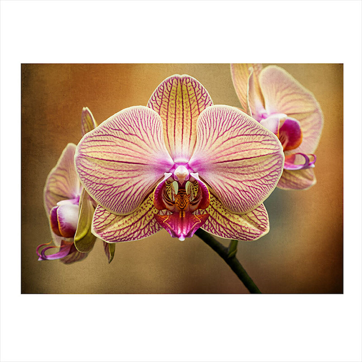 Pembe Orkide Çiçeği Model Ahşap Tablo 35cm X50cm