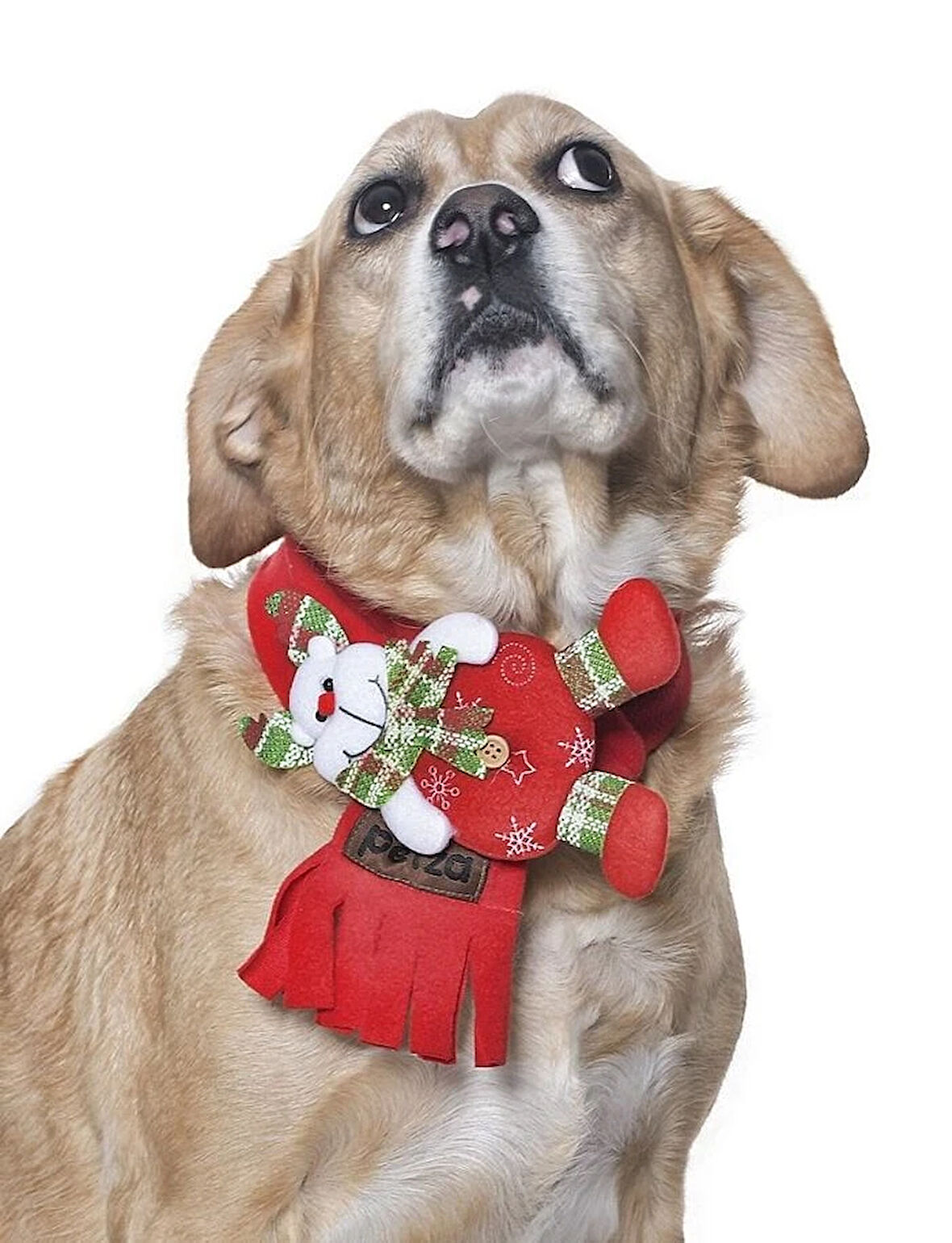 Polar Köpek Atkısı - Yoruba