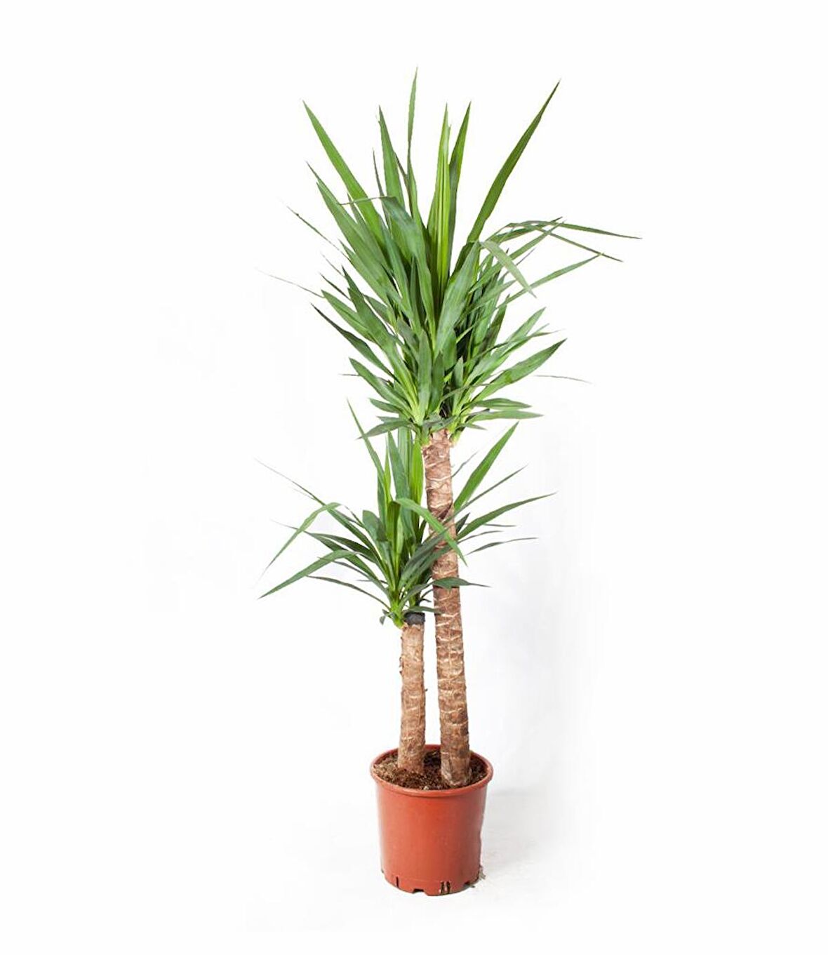 Yucca Bitkisi 2 Gövdeli 80-100cm