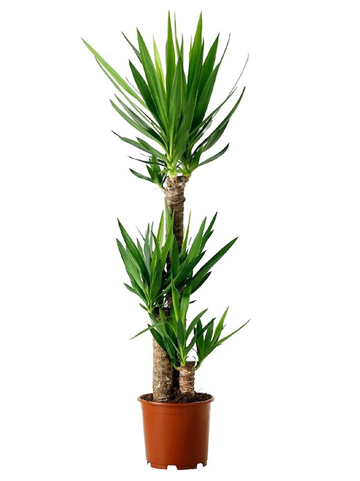 Yucca Bitkisi 3 Gövdeli 100cm