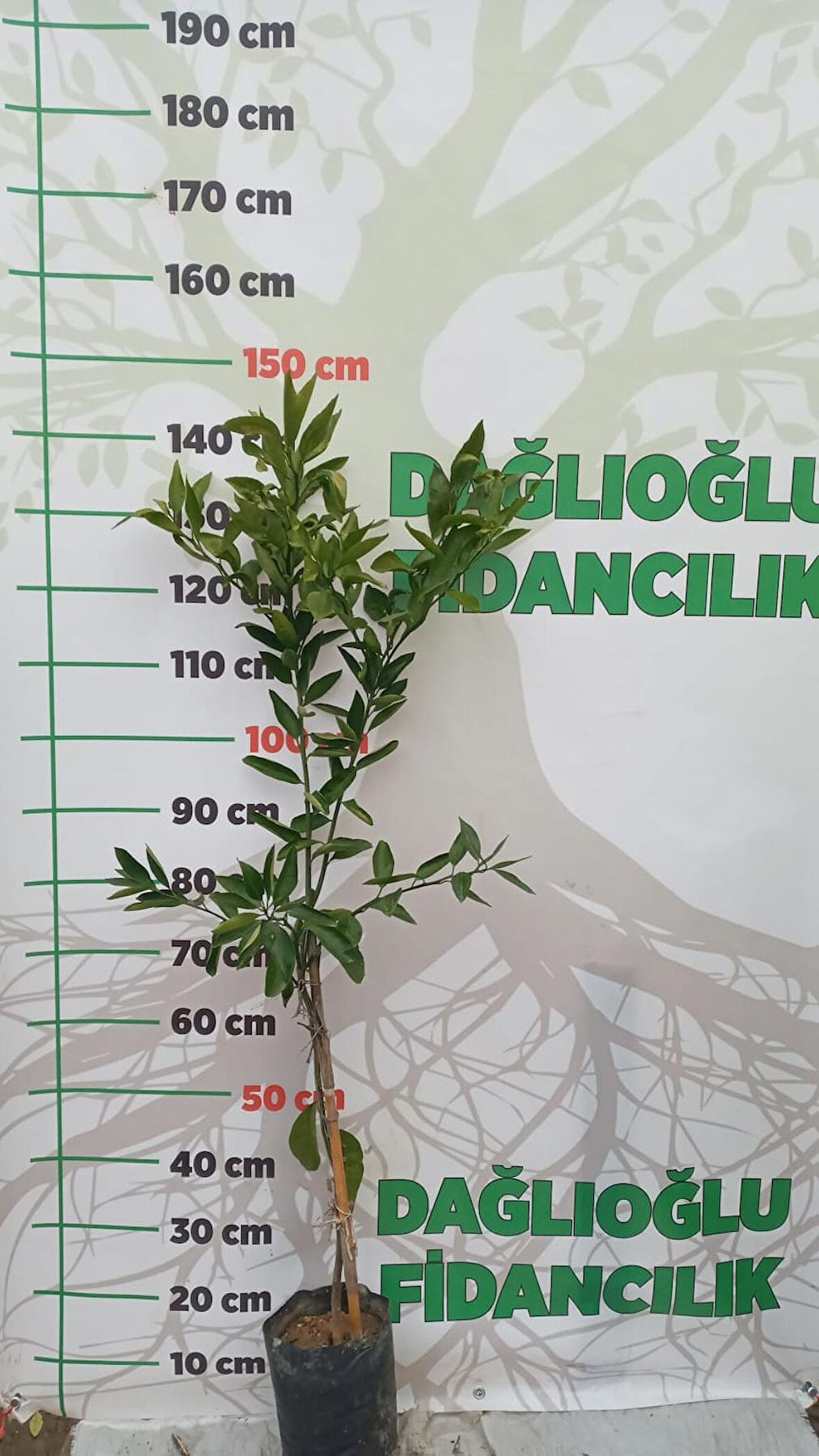 Yediveren Limon Ve Satsuma Mandalina Fidanı Paketi
