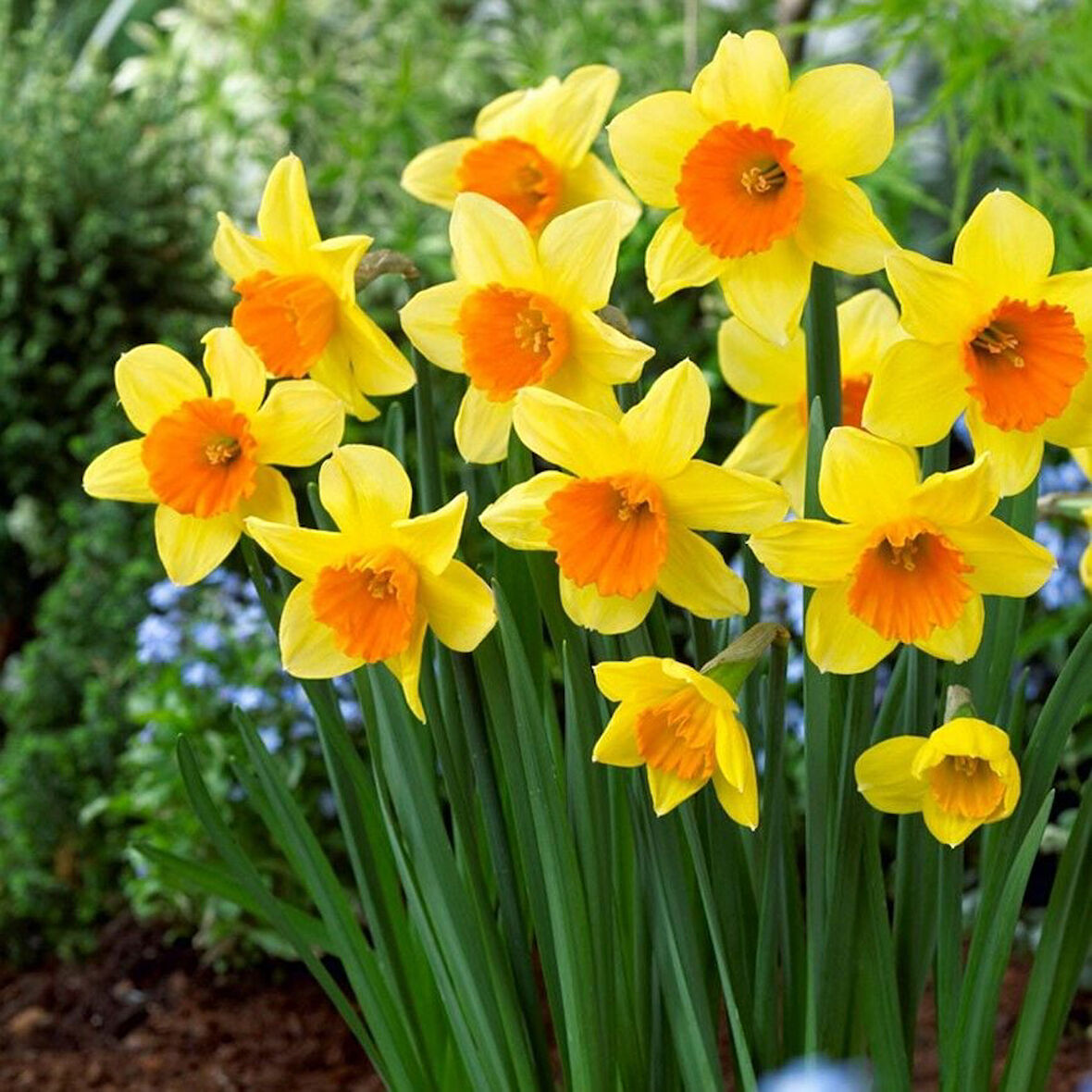 Love Day Nergis Soğanı (4 adet)