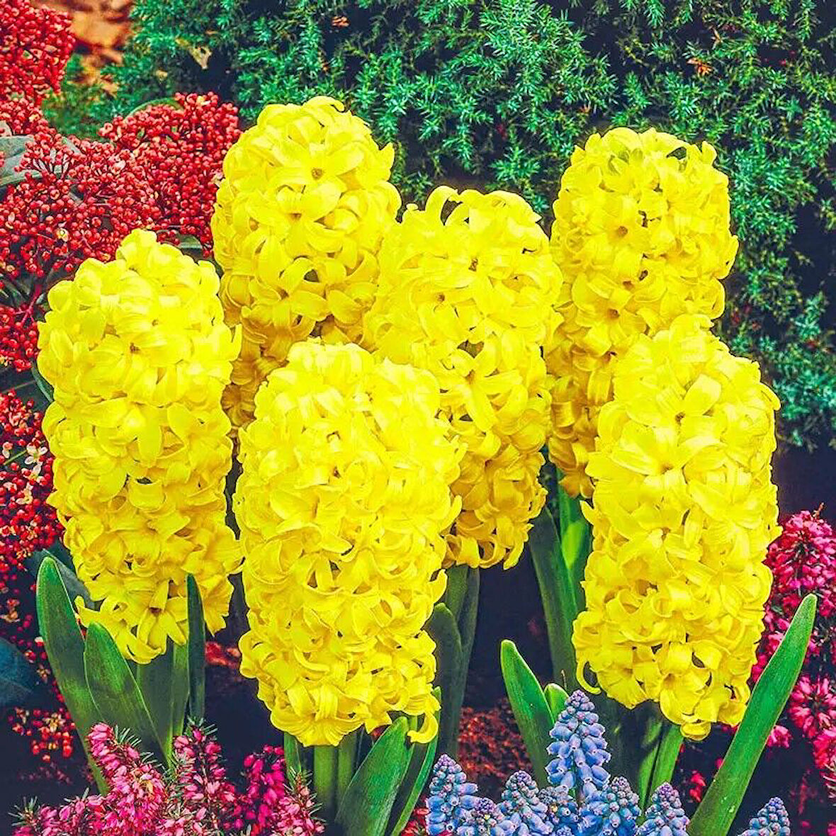 Yoğun Kokulu Gipsy Princess Sarı Sümbül Soğanı(3 det)