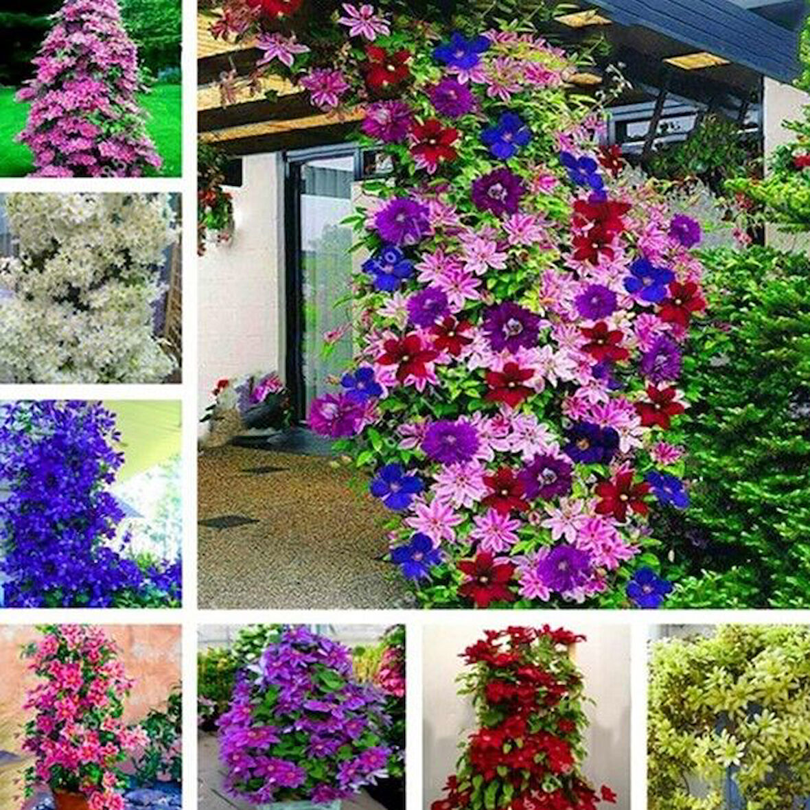 Multi Çiçekli Soğuklara Dayanıklı Mixed Clematis Orman Asması Çiçeği Fidanı Paketi (3 adet)