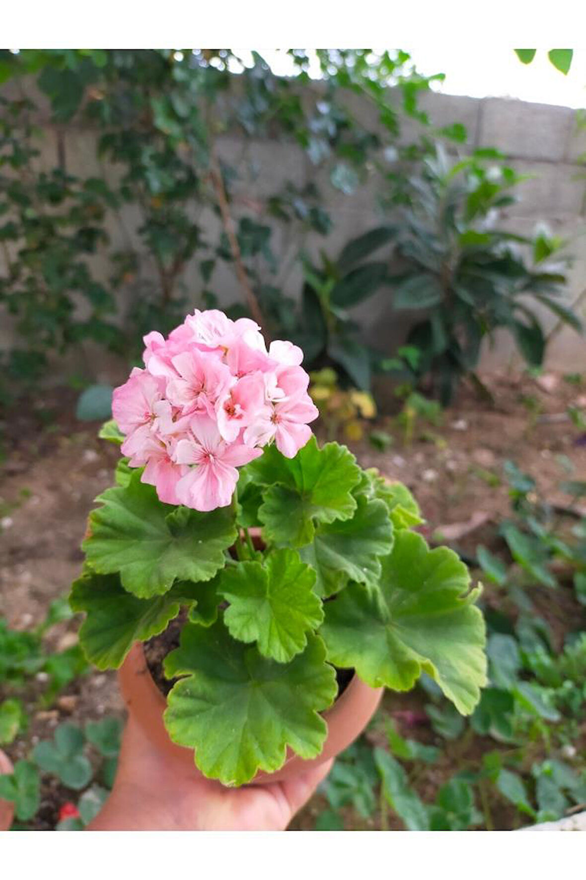 Toz Pembe Sardunya Çiçeği Fidesi 10-20 cm
