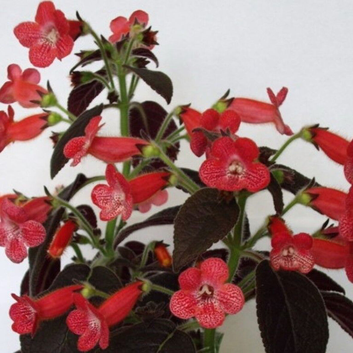 Koleksiyonluk Dark Shadow  Kohleria  Japon Küpelisi Çiçeği Fidesi (Mini Potta)