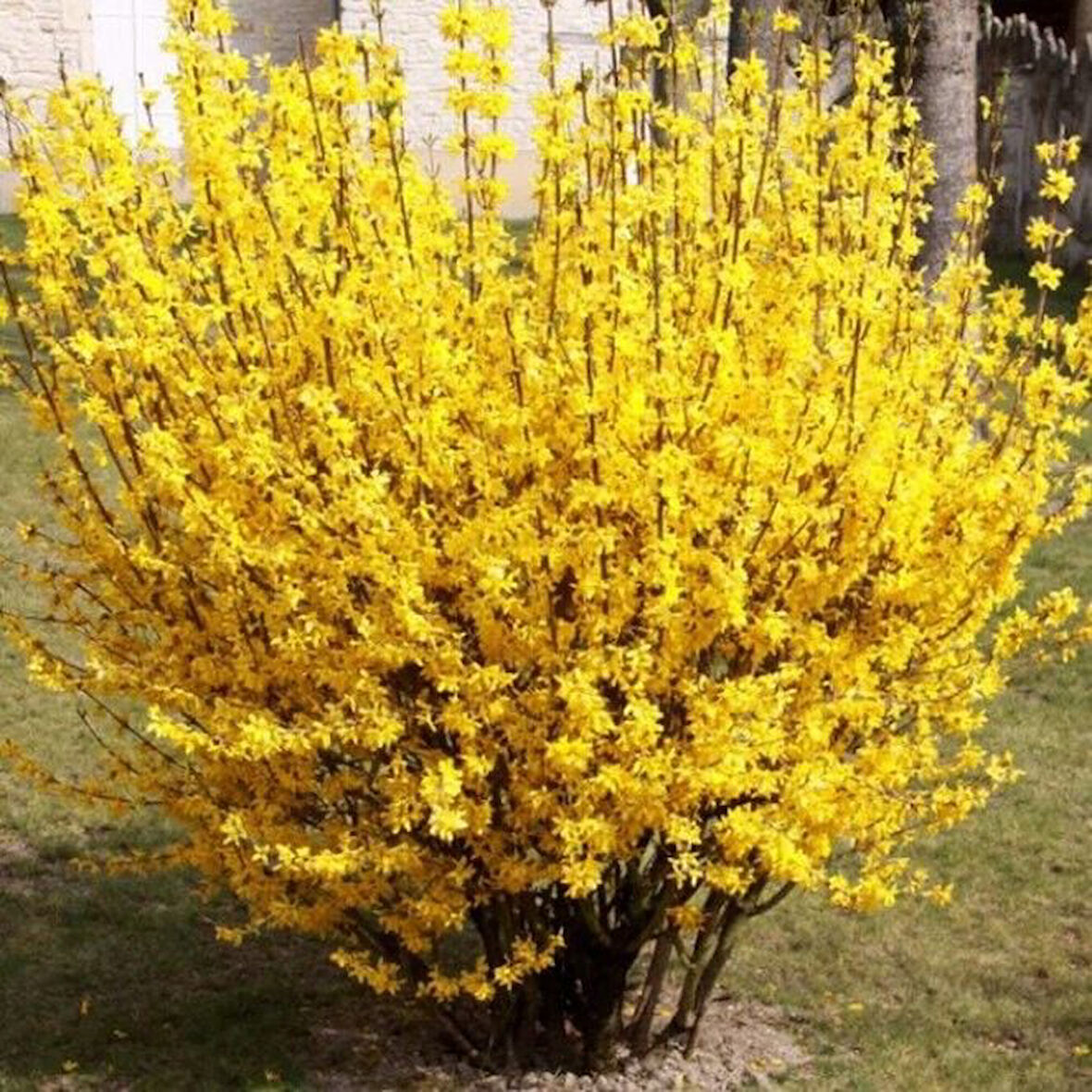 Tüplü Soğuklara Dayanıklı Bodur Altın Çanı Fidanı