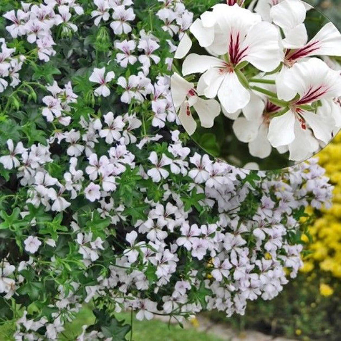 Ville De Paris White Sarkıcı Sarkan Sakız Sardunya Fidesi (1 adet)
