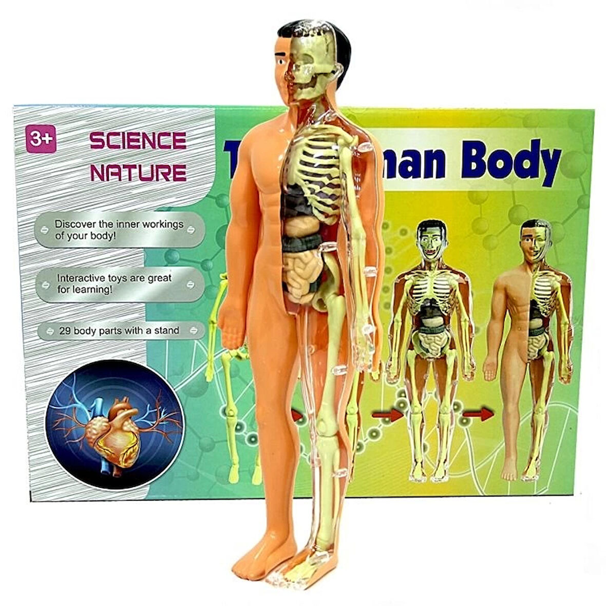 Eğitici Oyuncak The Human Body İnsan Vücudu 3D Eğitim Seti 3302 Kız Erkek Çocuk Eğitici Eğitici