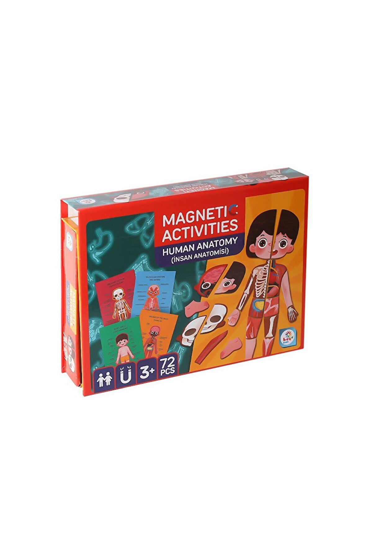 Kız Çocuk Oyuncak Erkek Çocuk Oyuncak LC986 Manyetik Aktivite İnsan Anatomisi -Laço Eğitici Oyuncakl