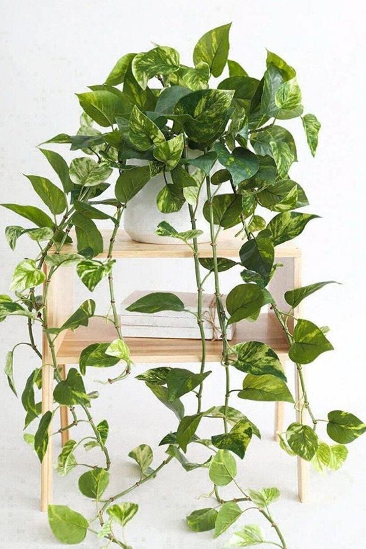 Scindapsus Ev Sarmaşığı - Askılı Saksıda Canlı Salon Bitkisi 70 - 90 cm