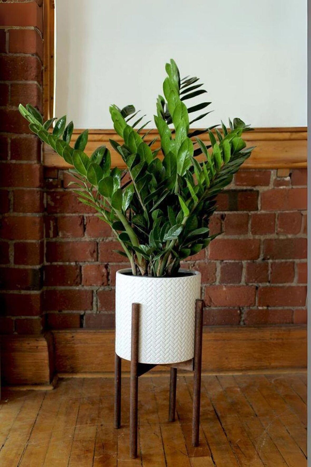 Zamioculcas Zamiifolia - Zamia Zeze Dolgun Form Canlı Salon Bitkisi 60 - 80 cm