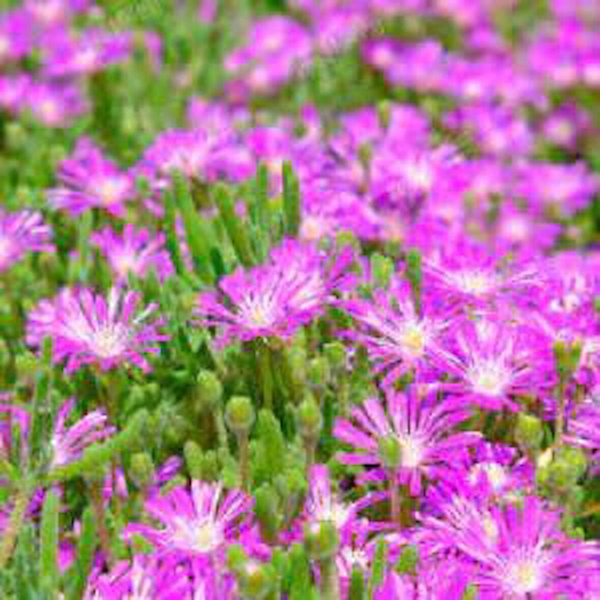Yer Örtücü Acem Halısı Fidanı 10-15 Cm Drosanthemum Floribundum
