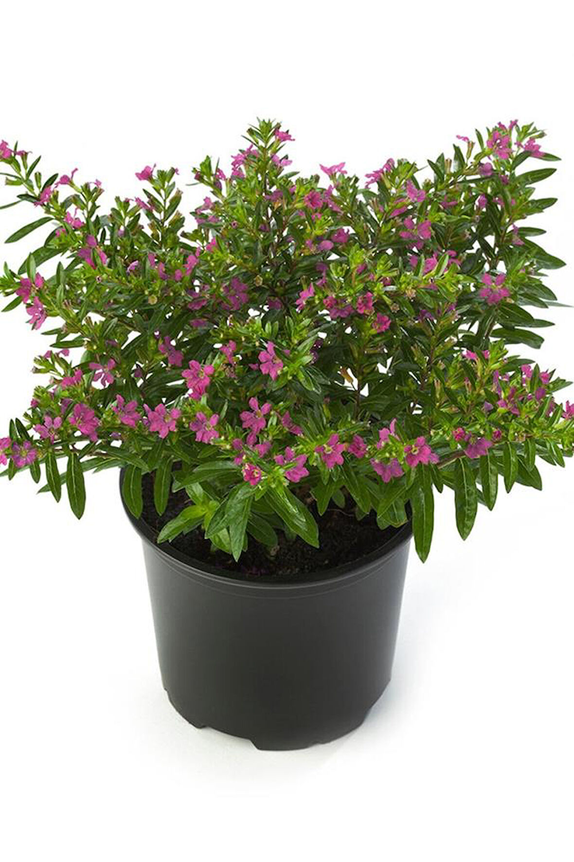 Kufeya Cennet Çiçeği Cuphea Hyssopifolia 10-20 Cm Saksılı Mor Pembe 