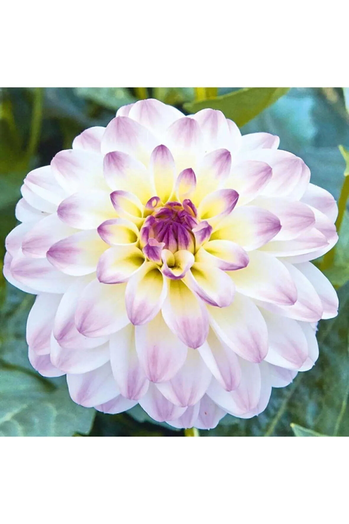 Dahlia Çiçek Tohumu Beyaz 5 Adet