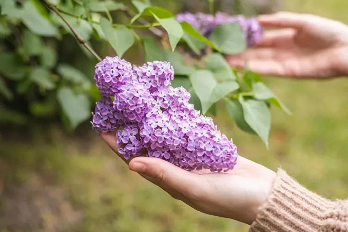 Baharın Habercisi Leylak Fidanı Saksılı 80- 100 cm