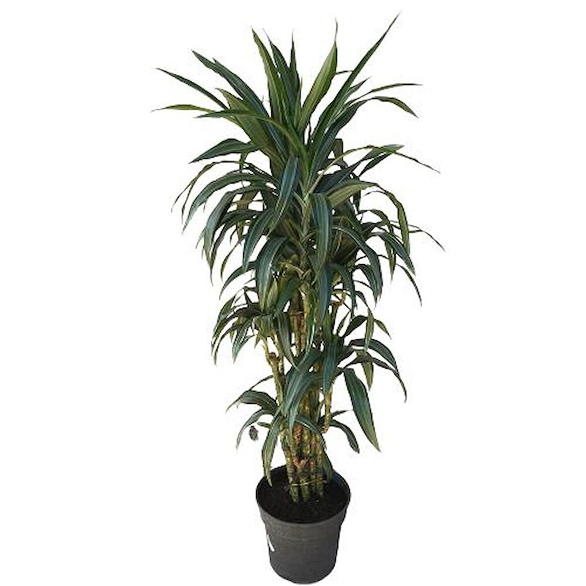 Dracena Warneckii