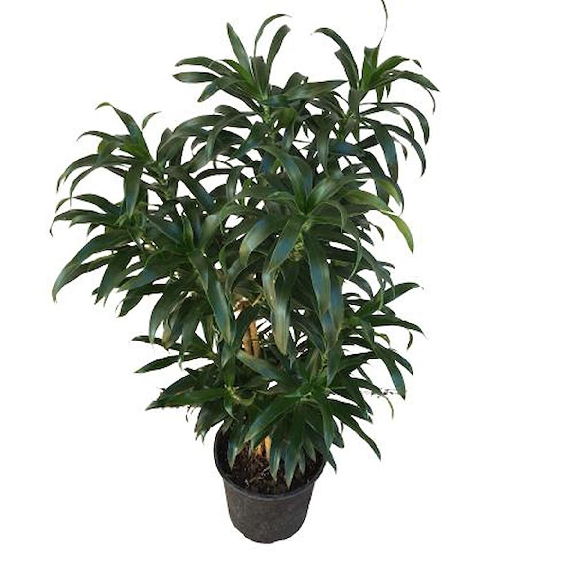 Dracaena Reflexa 'Song of Jamaica'