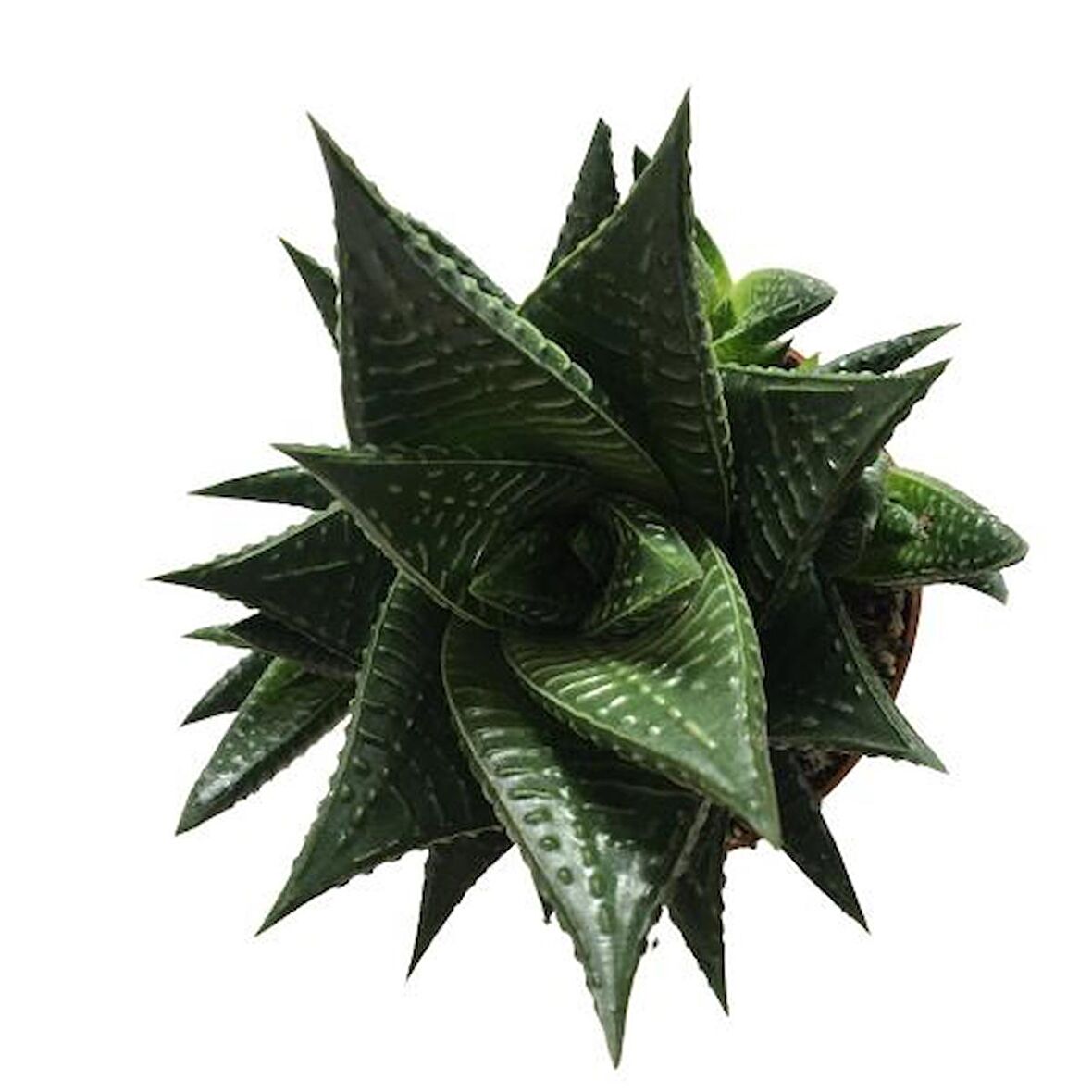 Haworthia Limifolia (8,5cm lik Saksıda Bol Yavrulu)