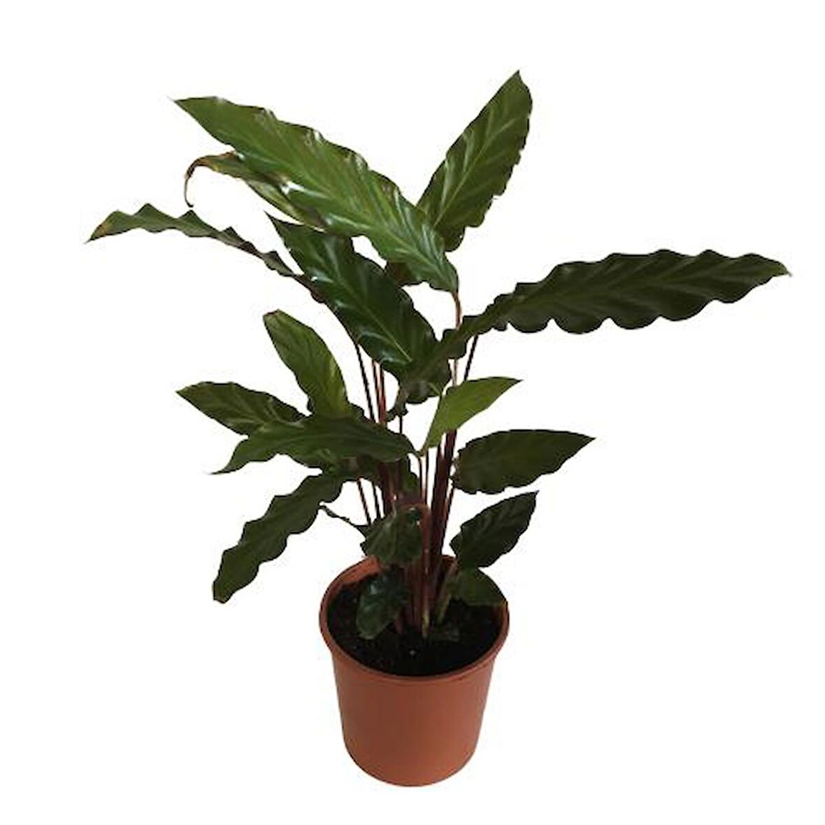 Kalatya  Calathea Rufibarba Wavestar