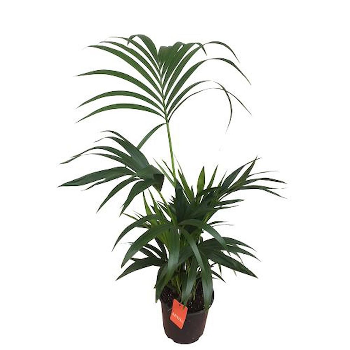 Howea Forsteriana | Kentia Palmiyesi (İthal)- Kentya - 120 cm