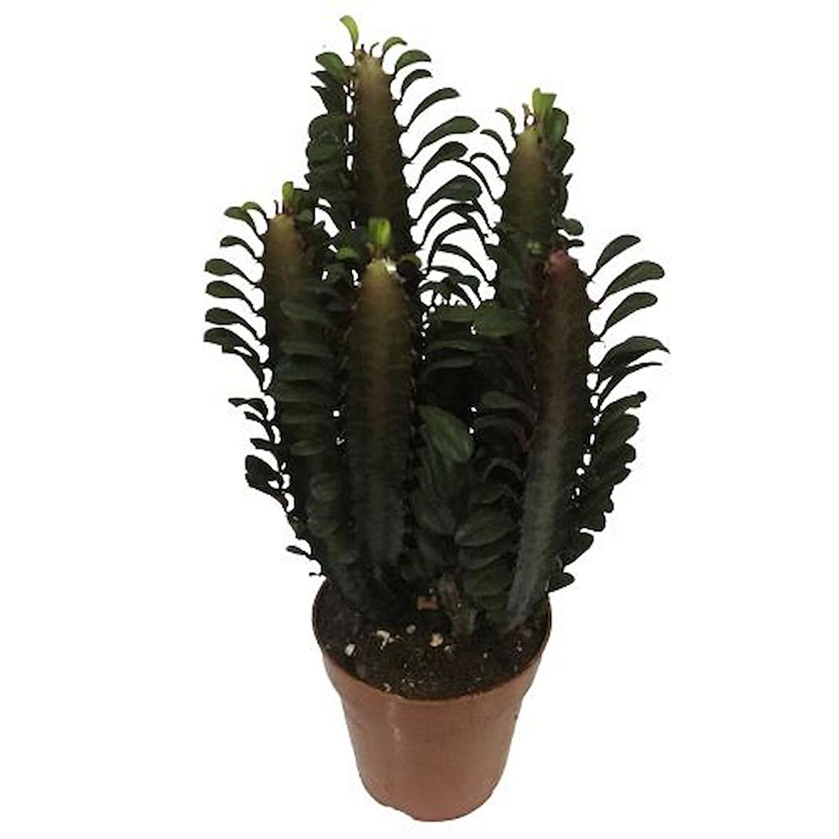 Euphorbia Trigona Rubra - Kırmızı Süt Kaktüs - Eforbiya -İthal Ürün