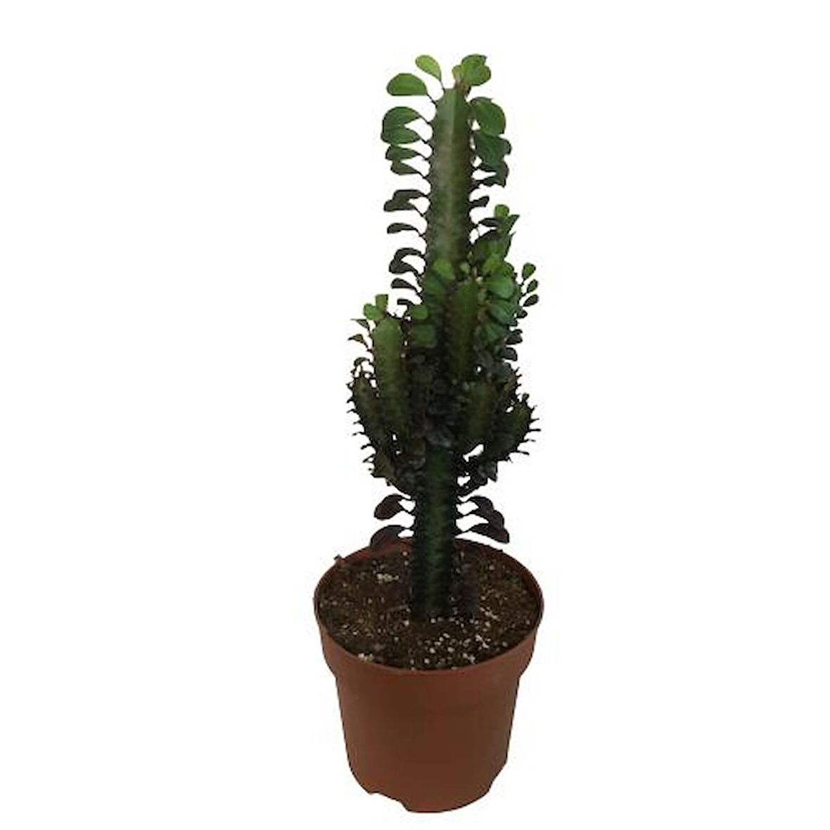 Euphorbia Trigona Rubra - Kırmızı Süt Kaktüs - Eforbiya -İthal Ürün 