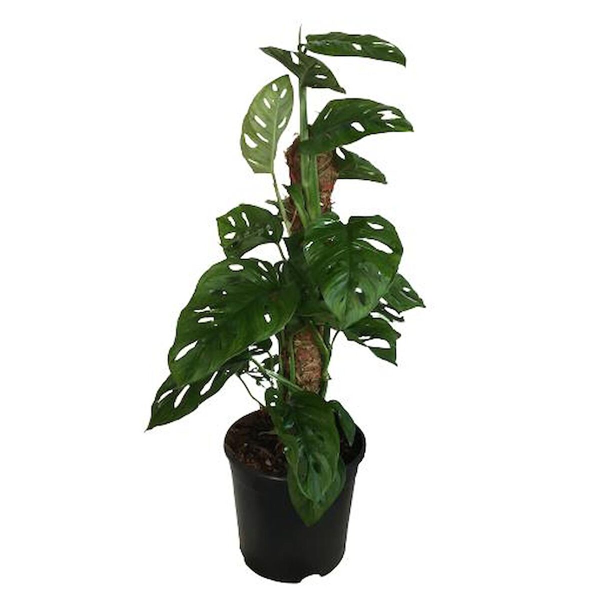 MONSTERA OBLİQUA - Sarmaşık Cins Deve Tabanı 80-100 cm