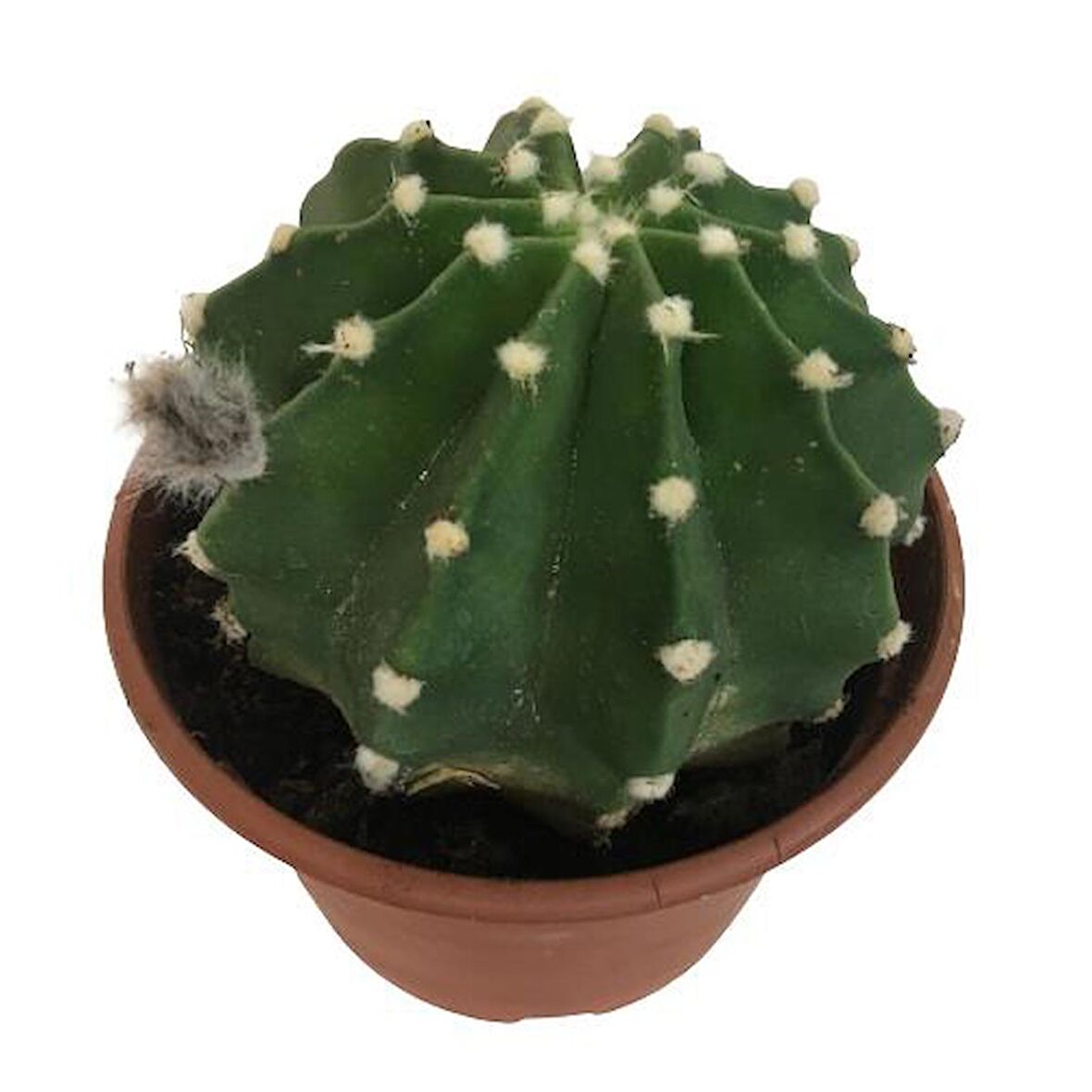 İthal Büyük Boy Kaktüs - Echinopsis Subdenudata (17 cm lik saksıda)