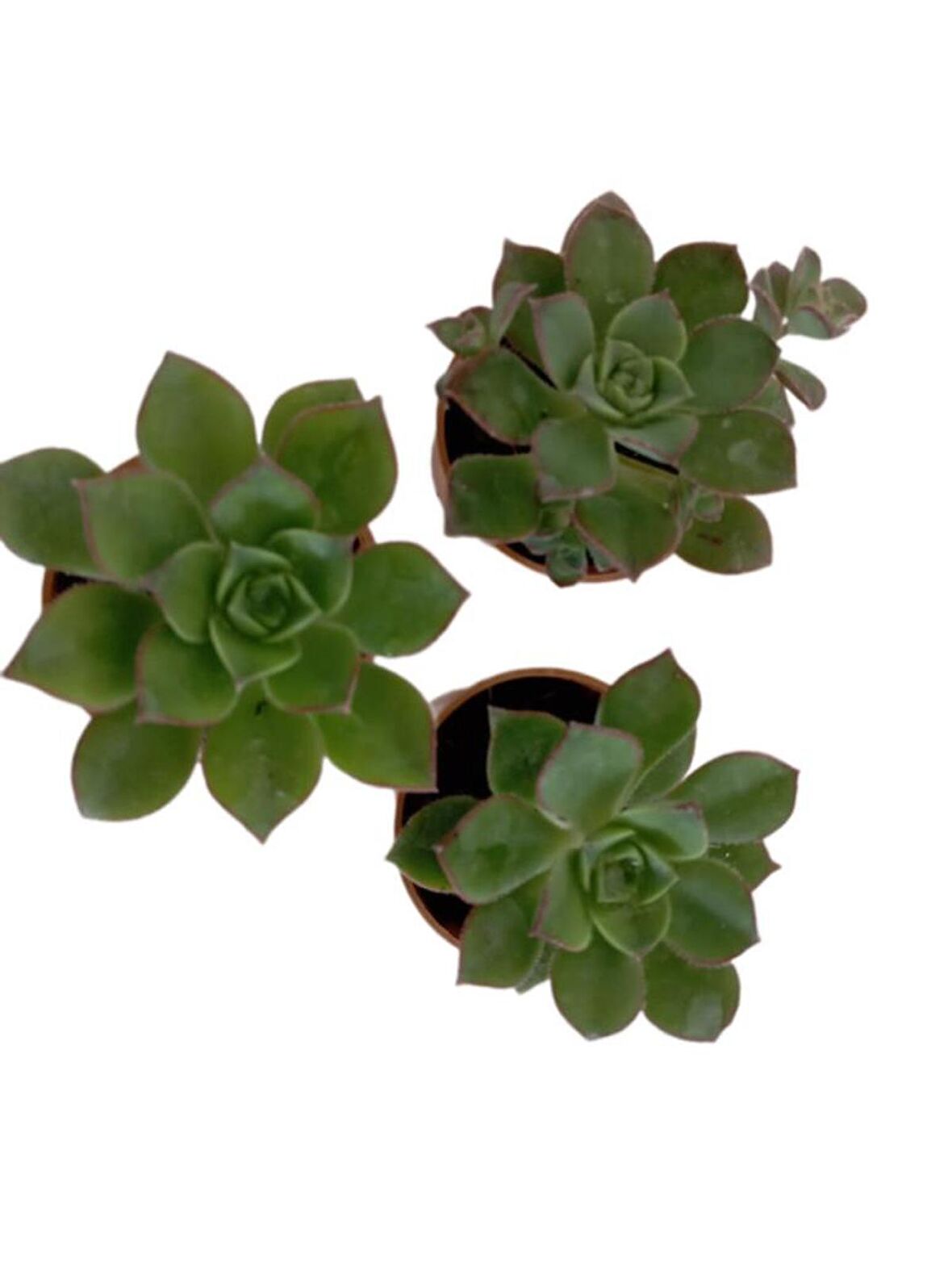 İki Adet Aeonium Kiwi (Sukulent)