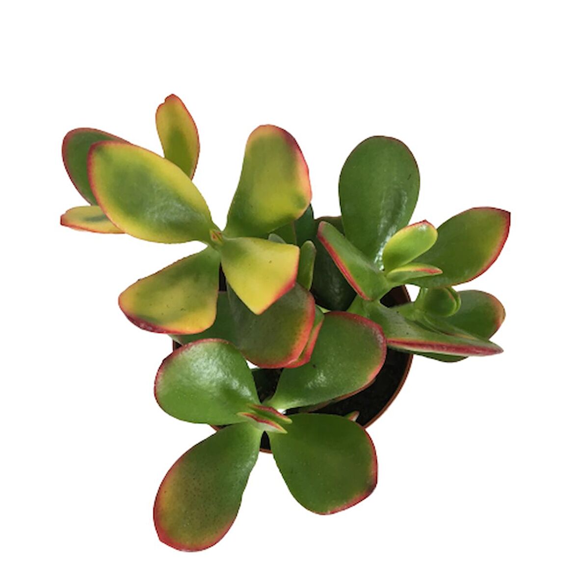 Crassula Ovata Sunset - Para Bitkisi (8,5 luk)