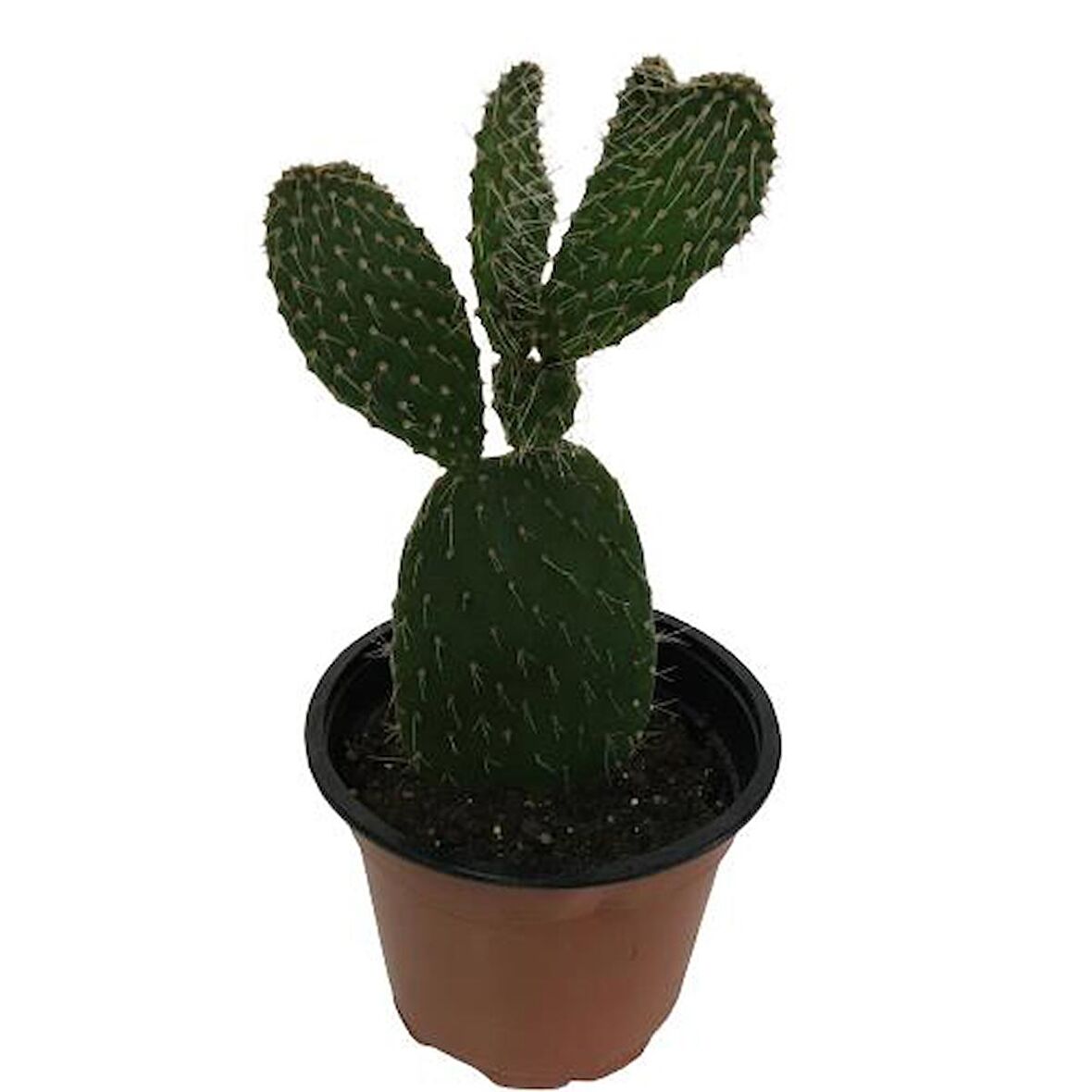 İncir Kaktüs (Opuntia Ovata)